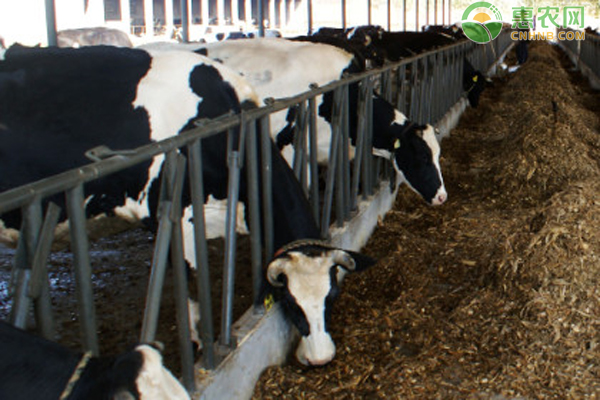 奶牛风湿病如何防治？-图片版权归惠农网所有