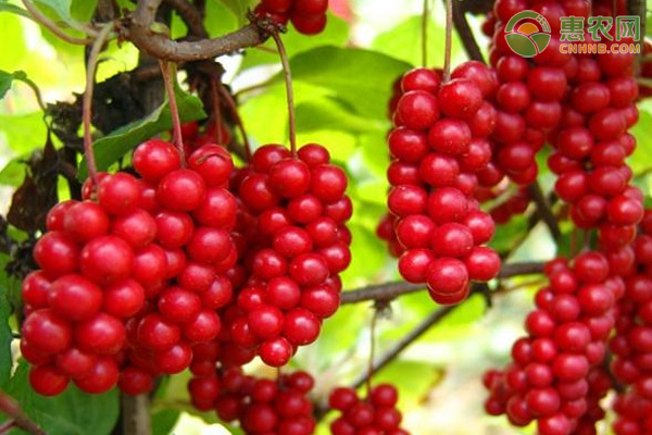 怎样种好五味子？-图片版权归惠农网所有