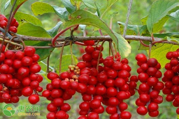 怎样种好五味子？-图片版权归惠农网所有