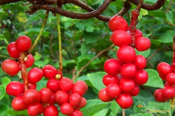 怎样种好五味子？-图片版权归惠农网所有