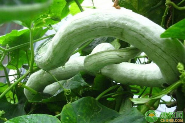 蛇瓜怎么播种？-图片版权归惠农网所有