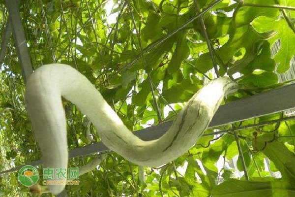 蛇瓜种植管理技术-图片版权归惠农网所有