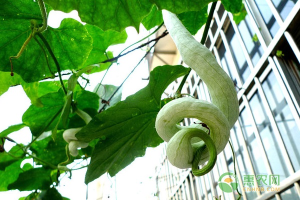 蛇瓜种植管理技术-图片版权归惠农网所有