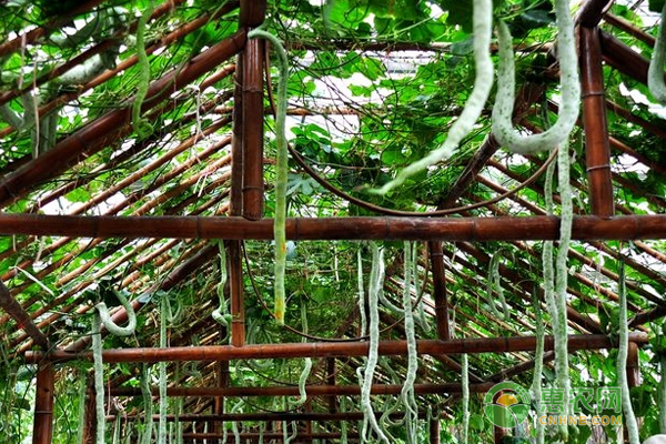 蛇瓜种植时间和方法-图片版权归惠农网所有