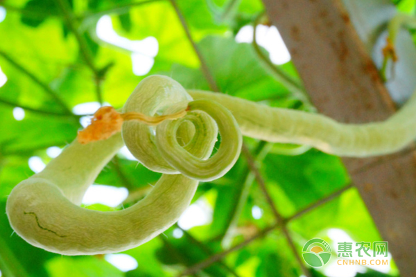 蛇瓜种植时间和方法-图片版权归惠农网所有