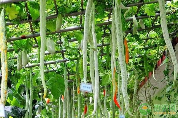 蛇瓜种植管理方法要点-图片版权归惠农网所有