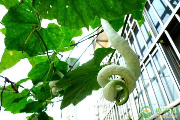 蛇瓜种植管理方法要点-图片版权归惠农网所有