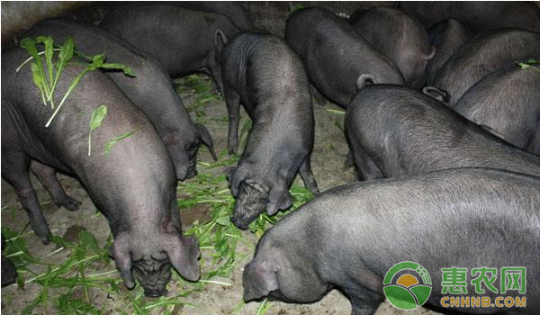 让养猪户们最头疼的五大猪疾病，可以这样防治！-图片版权归惠农网所有