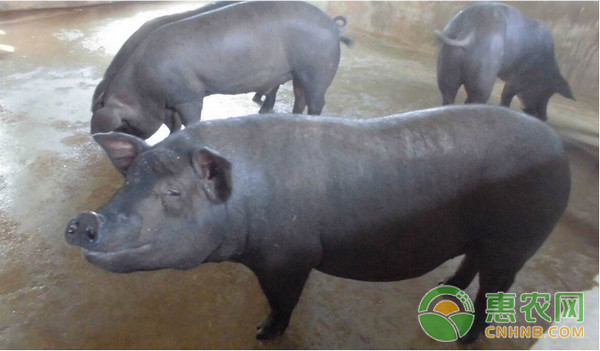 让养猪户们最头疼的五大猪疾病，可以这样防治！-图片版权归惠农网所有