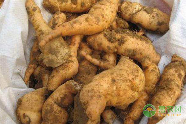 地黄的种植时间和方法-图片版权归惠农网所有