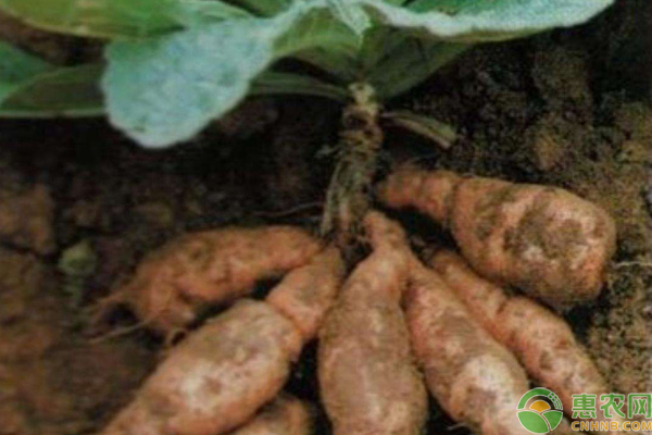 地黄的种植技术要点-图片版权归惠农网所有