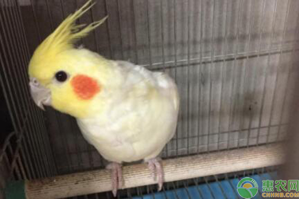玄凤鹦鹉公母怎么区分?如何正确饲养?-图片版权归惠农网所有