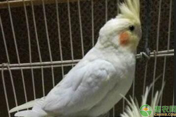 玄凤鹦鹉公母怎么区分?如何正确饲养?-图片版权归惠农网所有