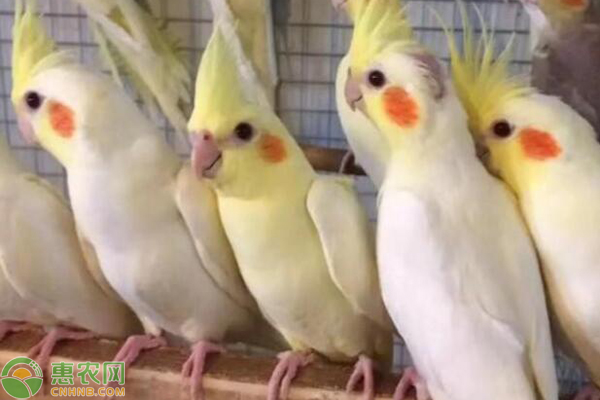 玄凤鹦鹉公母怎么区分?如何正确饲养?-图片版权归惠农网所有