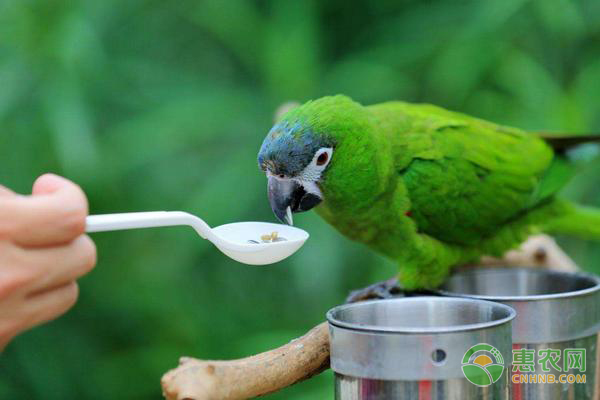 鹦鹉的常见疾病及防治措施-图片版权归惠农网所有