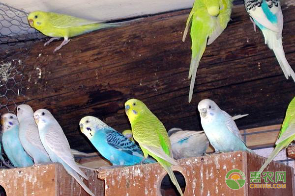 鹦鹉的常见疾病及防治措施-图片版权归惠农网所有