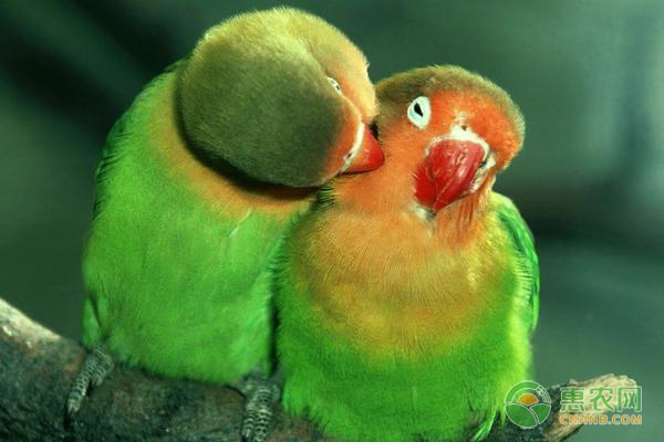 鹦鹉的常见疾病及防治措施-图片版权归惠农网所有