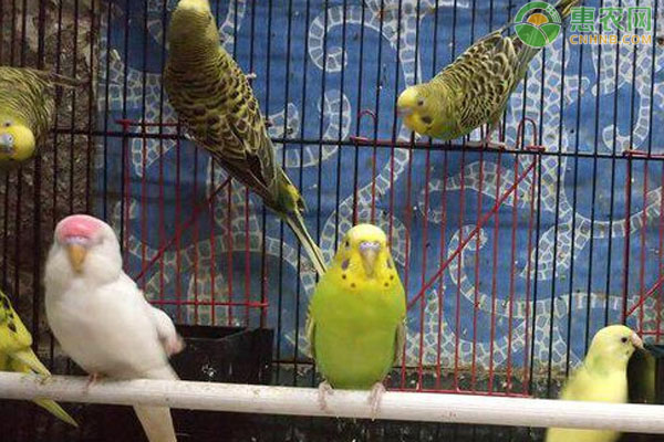 鹦鹉的饲养方法-图片版权归惠农网所有