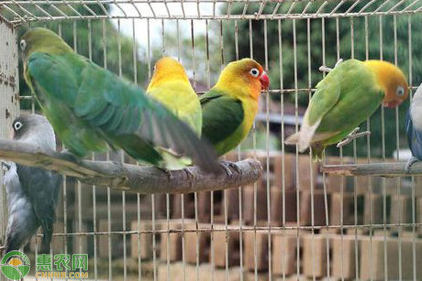 鹦鹉的饲养方法-图片版权归惠农网所有