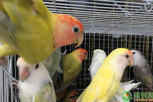 鹦鹉的饲养方法-图片版权归惠农网所有