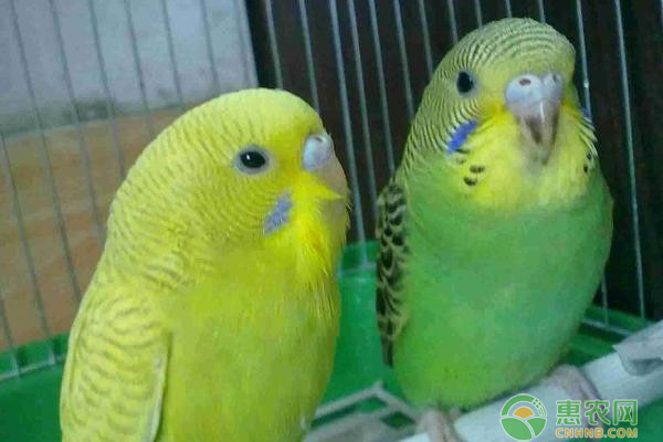 虎皮鹦鹉怎么养？要注意什么？-图片版权归惠农网所有