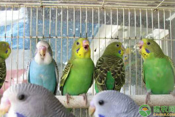 虎皮鹦鹉怎么养？要注意什么？-图片版权归惠农网所有