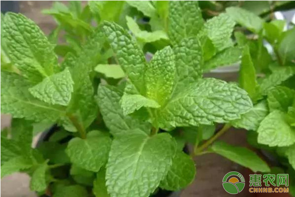 白及怎么种植？白及高效种植技术-图片版权归惠农网所有