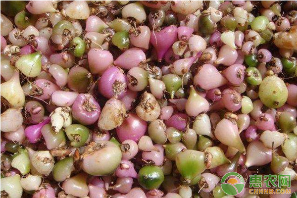 白及怎么种植？白及高效种植技术-图片版权归惠农网所有