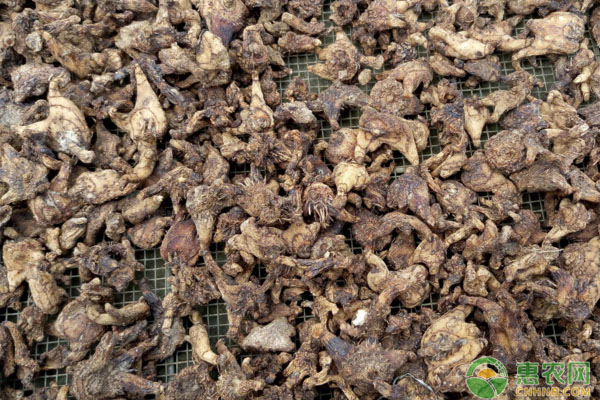 简介白芨药用资源、种子种苗质最分级-图片版权归惠农网所有