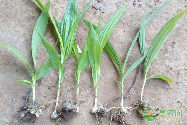 简介白芨药用资源、种子种苗质最分级-图片版权归惠农网所有