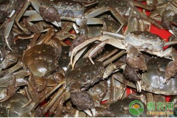 螃蟹饲喂的管理技术-图片版权归惠农网所有