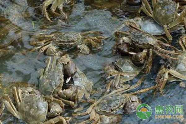 螃蟹饲喂的管理技术-图片版权归惠农网所有