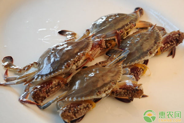 春季河蟹养殖常见六类病害（附病害防治方法）-图片版权归惠农网所有