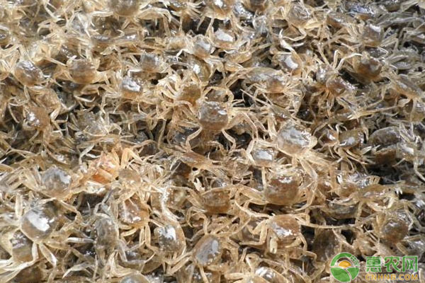 春季河蟹养殖常见六类病害（附病害防治方法）-图片版权归惠农网所有