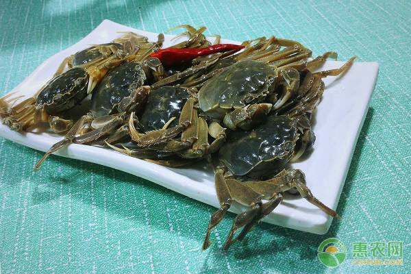 河蟹五月份技术管理有哪些？水质调控、疾病预防要点-图片版权归惠农网所有