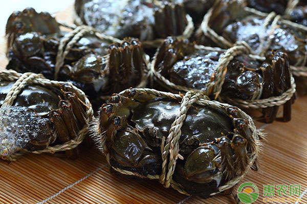 河蟹五月份技术管理有哪些？水质调控、疾病预防要点-图片版权归惠农网所有