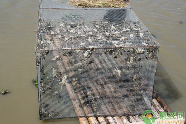 河蟹稻田高效养殖技术要点 河蟹稻田高效养殖技术要点-图片版权归惠农网所有
