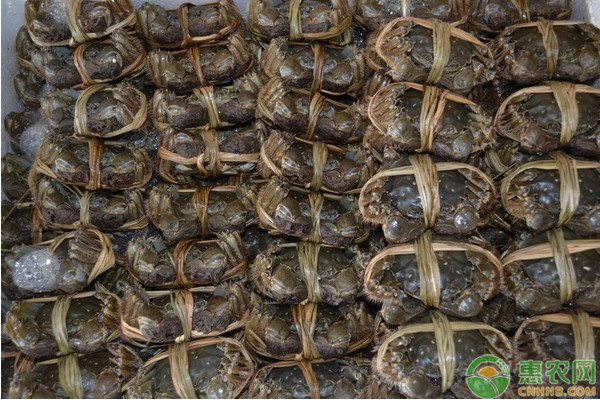 河蟹稻田高效养殖技术要点 河蟹稻田高效养殖技术要点-图片版权归惠农网所有
