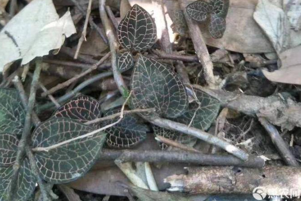 金线莲种植技术与栽培管理-图片版权归惠农网所有