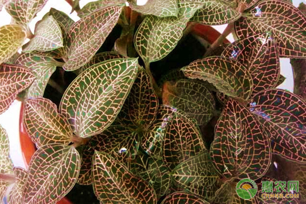 金线莲种植技术与栽培管理-图片版权归惠农网所有