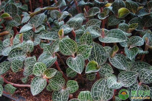 种植金线莲需注意哪些事项？-图片版权归惠农网所有