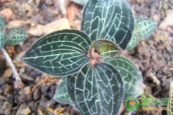 解决金线莲种子自然萌发成苗效率低的方法-图片版权归惠农网所有