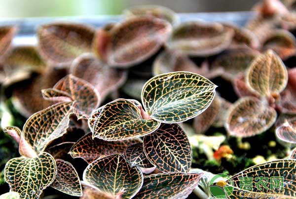 解决金线莲种子自然萌发成苗效率低的方法-图片版权归惠农网所有