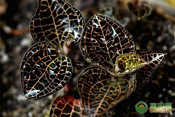 怎样种植金线莲？-图片版权归惠农网所有