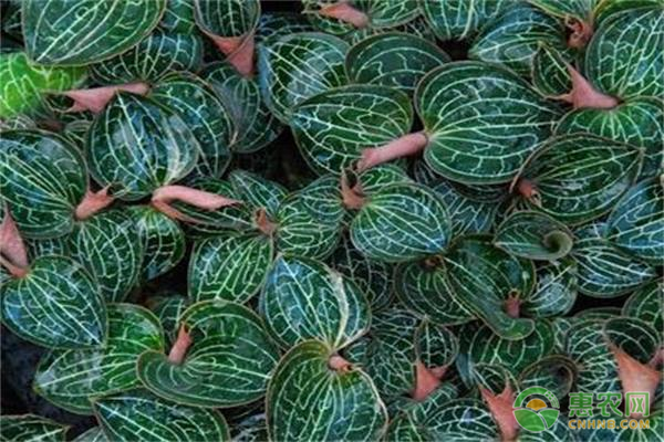 怎样种植金线莲？-图片版权归惠农网所有