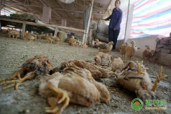 鸡群大量死亡有哪些原因？养殖户该如何应对？-图片版权归惠农网所有