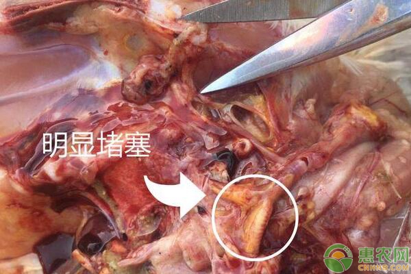 鸡群支气管堵塞高发季节，养鸡户该怎么办？-图片版权归惠农网所有
