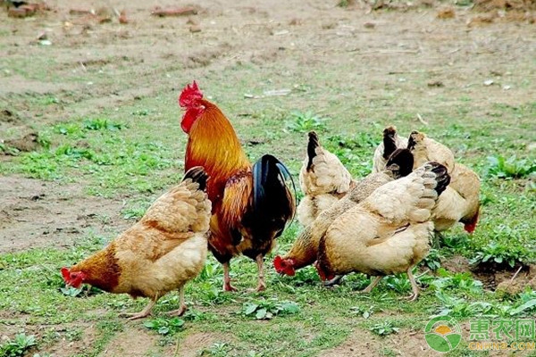 鸡群支气管堵塞高发季节，养鸡户该怎么办？-图片版权归惠农网所有