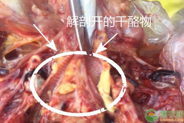 鸡群支气管堵塞高发季节，养鸡户该怎么办？-图片版权归惠农网所有