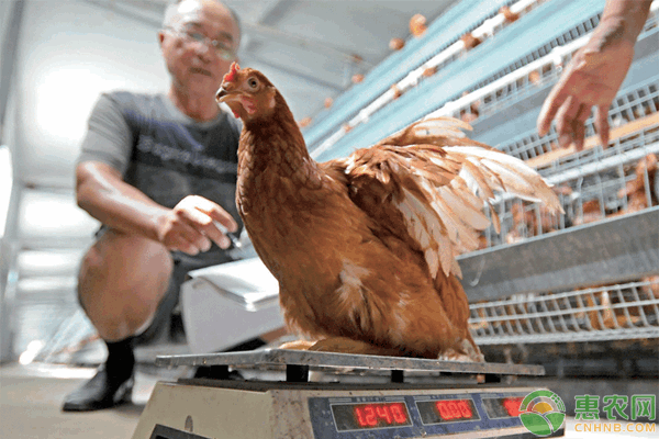 鸡场水线容易脏、堵怎么办？水线卫生的可操作性方法-图片版权归惠农网所有